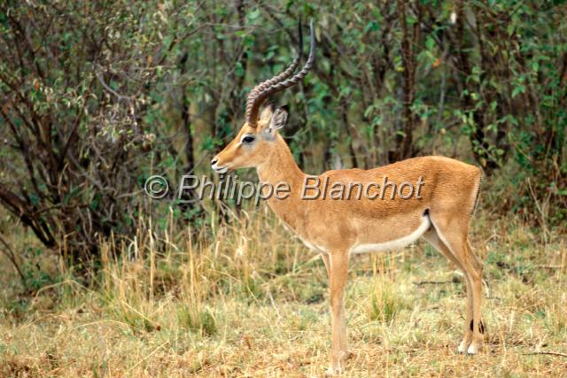 kenya 52.JPG - Impala maleAepyceros melampusRéserve de Masai MaraMasai Mara National ReserveKenya